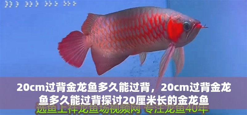 20cm過背金龍魚多久能過背，20cm過背金龍魚多久能過背探討20厘米長的金龍魚 20cm過背金龍魚多久能過背，20cm過背金龍魚多久能過背探討20厘米長的金龍魚 龍魚百科