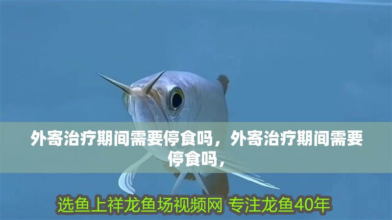 龍魚干蝦有營養嗎 外寄治療期間需要停食嗎,外寄治療期間需要停食嗎, 龍魚百科 外寄治療期間需要停食嗎,外寄治療期間需要停食嗎, 外寄治療期間需要停食嗎,外寄治療期間需要停食嗎, 龍魚百科