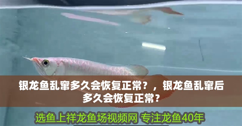 銀龍魚亂竄多久會恢復正常？，銀龍魚亂竄后多久會恢復正常？ 銀龍魚亂竄多久會恢復正常？，銀龍魚亂竄后多久會恢復正常？ 龍魚百科