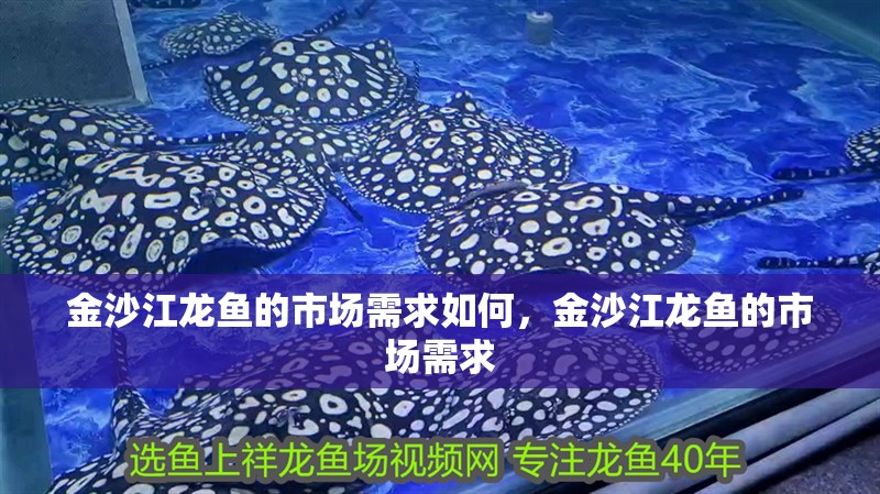 金沙江龍魚的市場需求如何，金沙江龍魚的市場需求