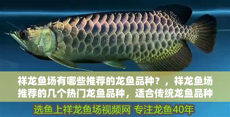 祥龍魚場有哪些推薦的龍魚品種？，祥龍魚場推薦的幾個熱門龍魚品種，適合傳統龍魚品種