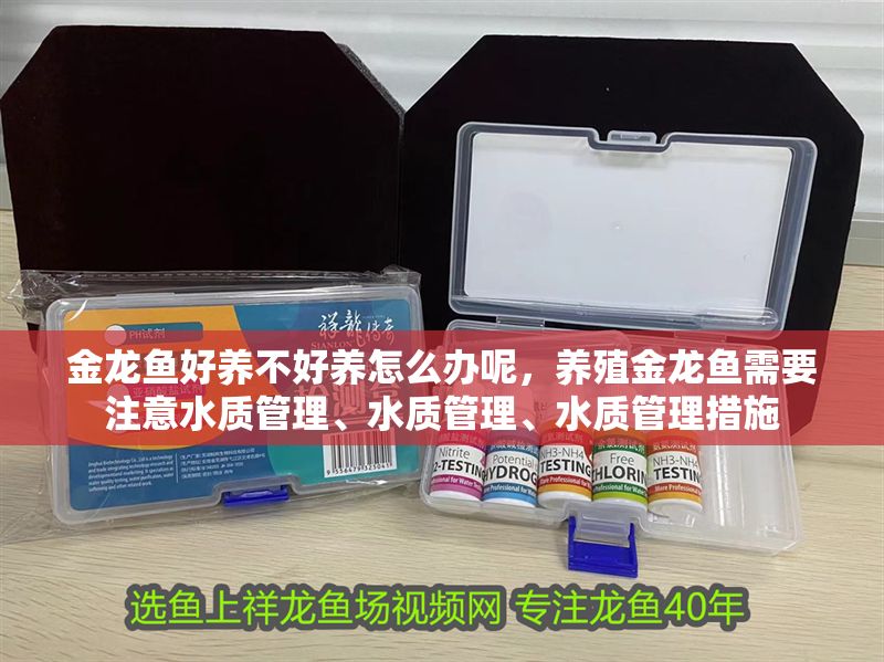 金龍魚好養不好養怎么辦呢，養殖金龍魚需要注意水質管理、水質管理、水質管理措施
