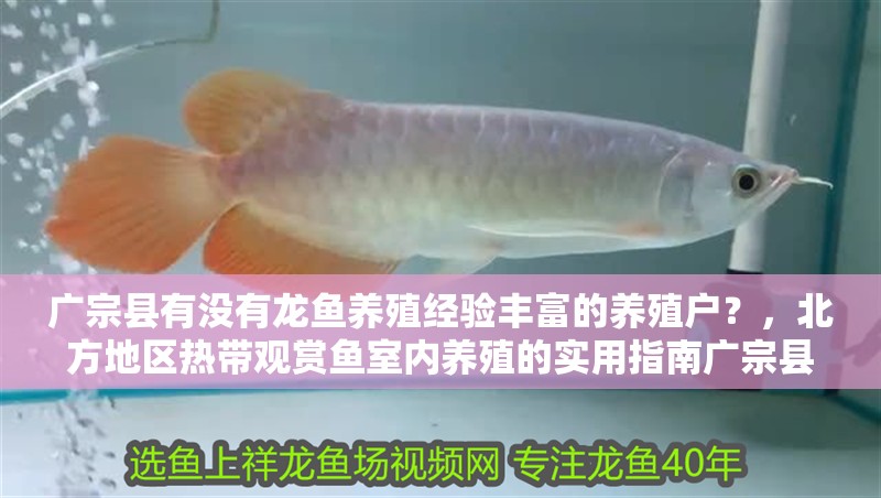 廣宗縣有沒有龍魚養殖經驗豐富的養殖戶？，北方地區熱帶觀賞魚室內養殖的實用指南廣宗縣龍魚養殖可行性分析