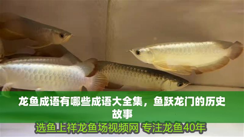 龍魚成語有哪些成語大全集，魚躍龍門的歷史故事
