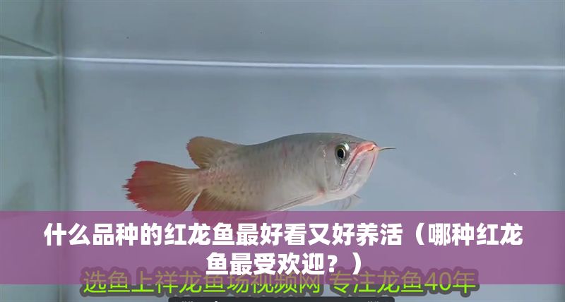 什么品種的紅龍魚最好看又好養活（哪種紅龍魚最受歡迎？）