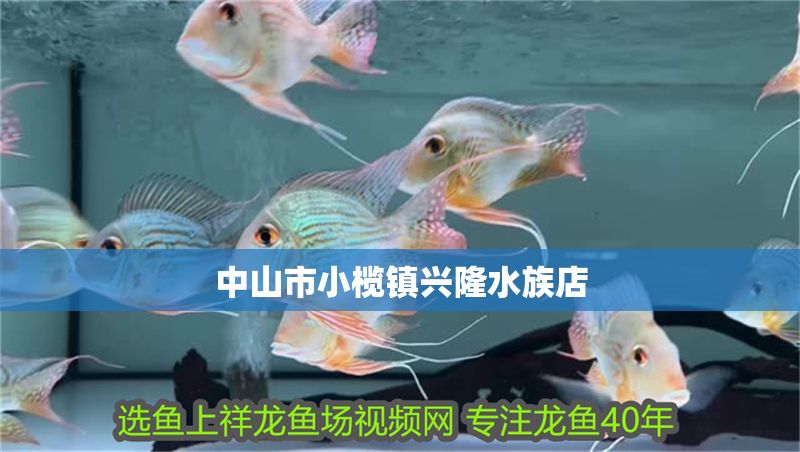 中山市小欖鎮(zhèn)興隆水族店 全國水族館企業(yè)名錄 第1張 中山市小欖鎮(zhèn)興隆水族店 中山市小欖鎮(zhèn)興隆水族店 全國水族館企業(yè)名錄 第1張