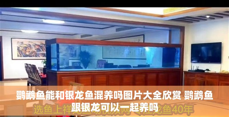 鸚鵡魚能和銀龍魚混養(yǎng)嗎圖片大全欣賞 鸚鵡魚跟銀龍可以一起養(yǎng)嗎