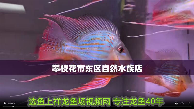 攀枝花市東區(qū)自然水族店