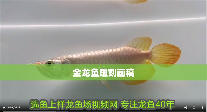 金龍魚雕刻畫稿 金龍魚雕刻畫稿 龍魚百科 第2張