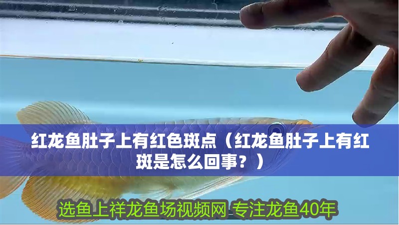 紅龍魚肚子上有紅色斑點（紅龍魚肚子上有紅斑是怎么回事？）
