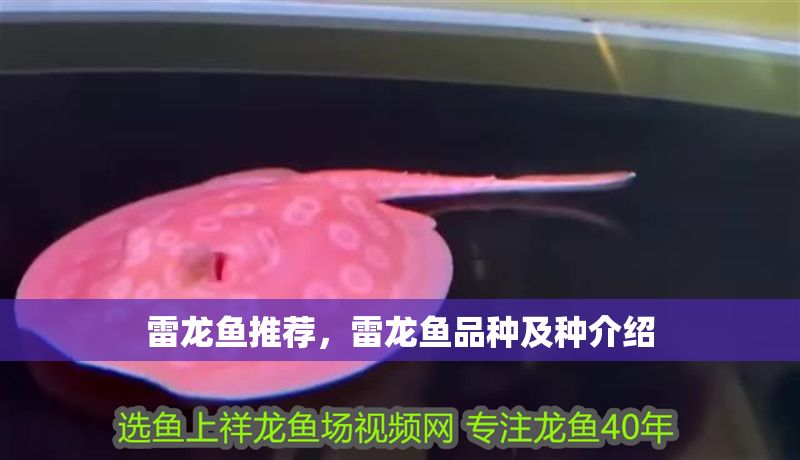 雷龍魚(yú)推薦，雷龍魚(yú)品種及種介紹