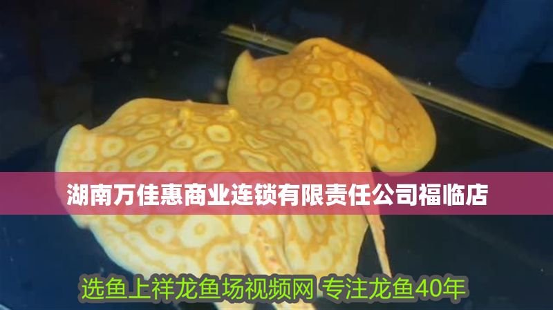 湖南萬佳惠商業(yè)連鎖有限責(zé)任公司福臨店 湖南萬佳惠商業(yè)連鎖有限責(zé)任公司福臨店 全國水族館企業(yè)名錄 第1張