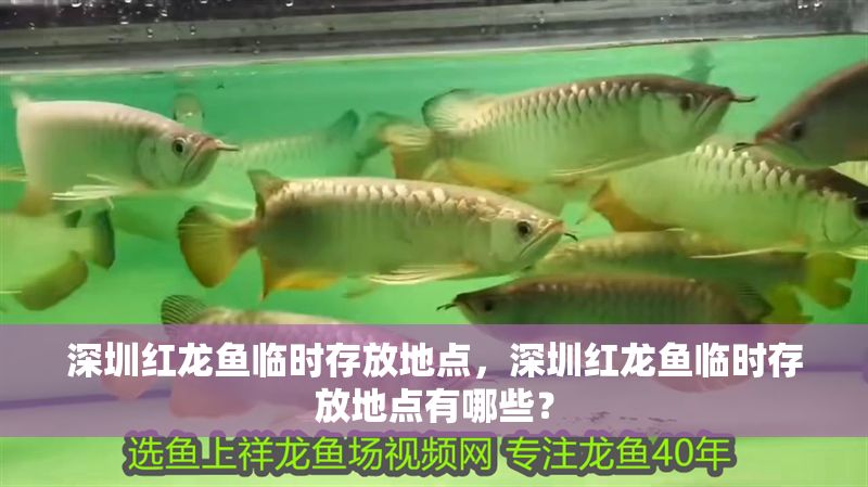 深圳紅龍魚臨時存放地點，深圳紅龍魚臨時存放地點有哪些？