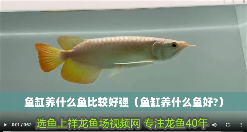 魚缸養什么魚比較好強（魚缸養什么魚好?）