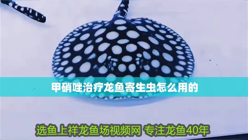 甲硝唑治療龍魚寄生蟲怎么用的 龍魚百科 第2張 甲硝唑治療龍魚寄生蟲怎么用的 甲硝唑治療龍魚寄生蟲怎么用的 龍魚百科 第2張