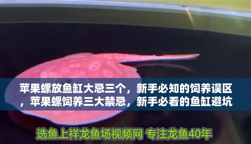 蘋果螺放魚缸大忌三個，新手必知的飼養誤區，蘋果螺飼養三大禁忌，新手必看的魚缸避坑指南