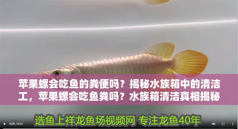 蘋(píng)果螺會(huì)吃魚(yú)的糞便嗎？揭秘水族箱中的清潔工，蘋(píng)果螺會(huì)吃魚(yú)糞嗎？水族箱清潔真相揭秘