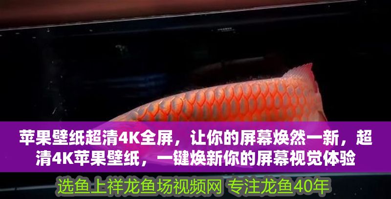 蘋(píng)果壁紙超清4K全屏，讓你的屏幕煥然一新，超清4K蘋(píng)果壁紙，一鍵煥新你的屏幕視覺(jué)體驗(yàn) 蘋(píng)果壁紙超清4K全屏，讓你的屏幕煥然一新，超清4K蘋(píng)果壁紙，一鍵煥新你的屏幕視覺(jué)體驗(yàn) 龍魚(yú)百科 第1張