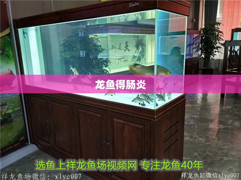 龍魚得腸炎