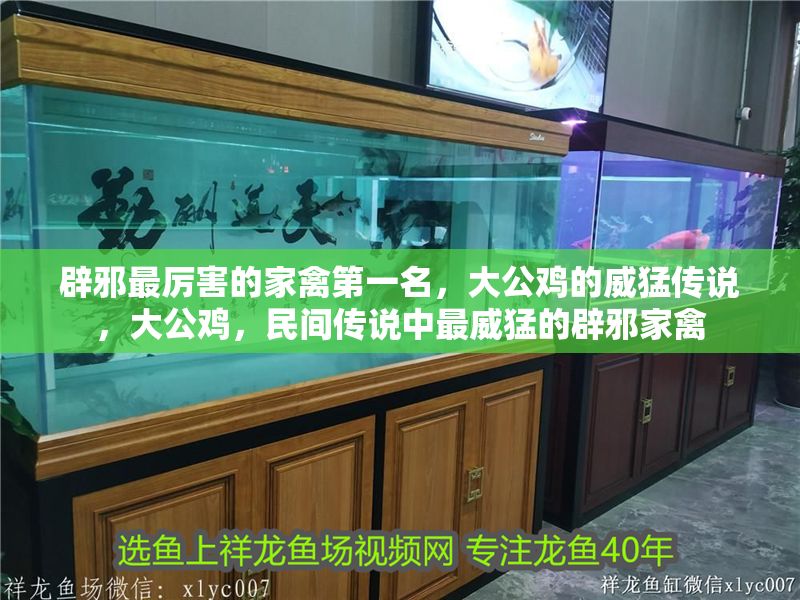 辟邪最厲害的家禽第一名，大公雞的威猛傳說，大公雞，民間傳說中最威猛的辟邪家禽 辟邪最厲害的家禽第一名，大公雞的威猛傳說，大公雞，民間傳說中最威猛的辟邪家禽 龍魚百科 第1張