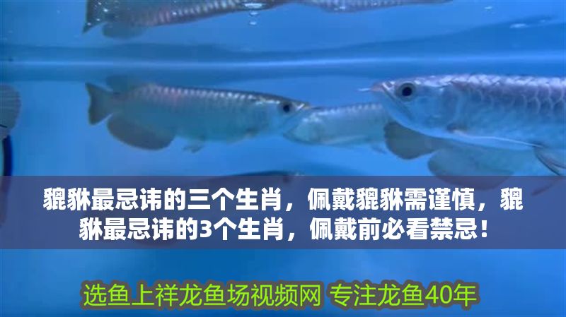 貔貅最忌諱的三個(gè)生肖，佩戴貔貅需謹(jǐn)慎，貔貅最忌諱的3個(gè)生肖，佩戴前必看禁忌！