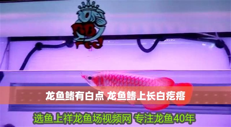 龍魚鰭有白點 龍魚鰭上長白疙瘩