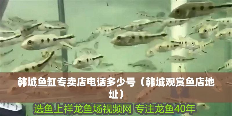 韓城魚缸專賣店電話多少號（韓城觀賞魚店地址）