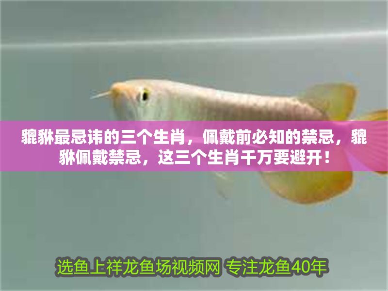 貔貅最忌諱的三個(gè)生肖，佩戴前必知的禁忌，貔貅佩戴禁忌，這三個(gè)生肖千萬(wàn)要避開(kāi)！