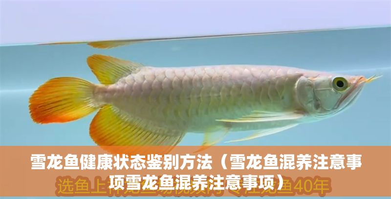 雪龍魚健康狀態鑒別方法（雪龍魚混養注意事項雪龍魚混養注意事項）