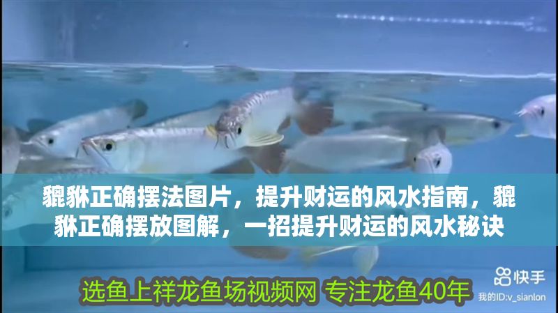 貔貅正確擺法圖片，提升財運的風水指南，貔貅正確擺放圖解，一招提升財運的風水秘訣