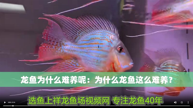 龍魚為什么難養呢：為什么龍魚這么難養？