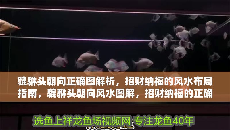 貔貅頭朝向正確圖解析，招財(cái)納福的風(fēng)水布局指南，貔貅頭朝向風(fēng)水圖解，招財(cái)納福的正確擺放指南