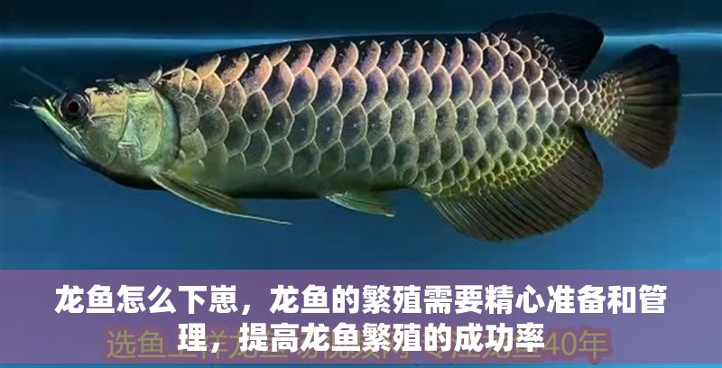 龍魚怎么下崽，龍魚的繁殖需要精心準備和管理，提高龍魚繁殖的成功率