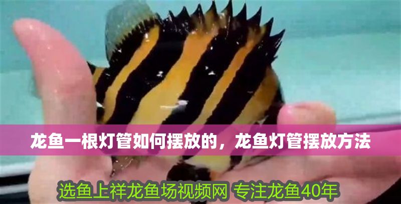 龍魚(yú)一根燈管如何擺放的，龍魚(yú)燈管擺放方法