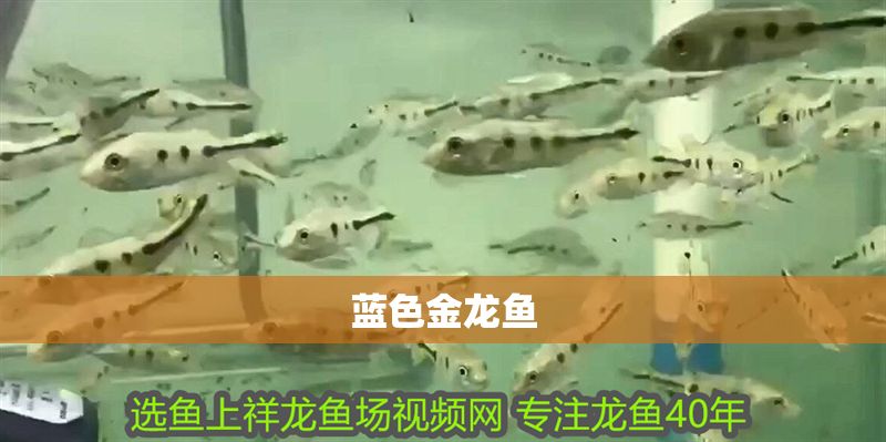 藍色金龍魚