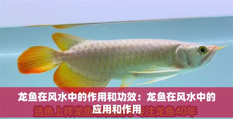 龍魚在風(fēng)水中的作用和功效：龍魚在風(fēng)水中的應(yīng)用和作用