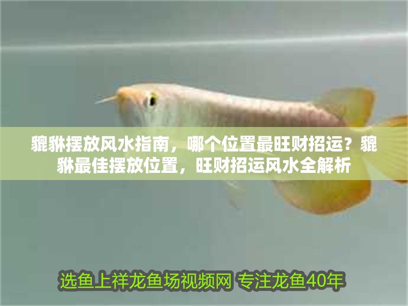 貔貅擺放風(fēng)水指南，哪個(gè)位置最旺財(cái)招運(yùn)？貔貅最佳擺放位置，旺財(cái)招運(yùn)風(fēng)水全解析