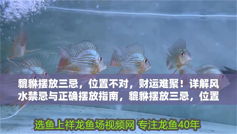 貔貅擺放三忌，位置不對，財運難聚！詳解風水禁忌與正確擺放指南，貔貅擺放三忌，位置不對財運難聚！風水禁忌與正確指南全解析