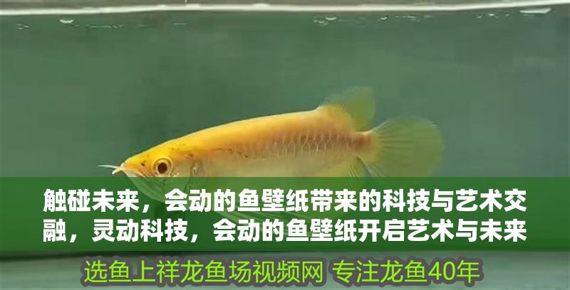 觸碰未來，會動的魚壁紙帶來的科技與藝術交融，靈動科技，會動的魚壁紙開啟藝術與未來的沉浸體驗
