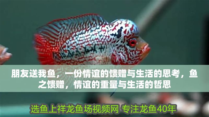朋友送我魚，一份情誼的饋贈與生活的思考，魚之饋贈，情誼的重量與生活的哲思