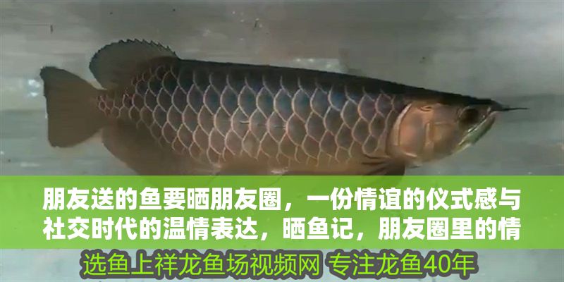 朋友送的魚(yú)要曬朋友圈，一份情誼的儀式感與社交時(shí)代的溫情表達(dá)，曬魚(yú)記，朋友圈里的情誼儀式與數(shù)字時(shí)代的溫情表達(dá)