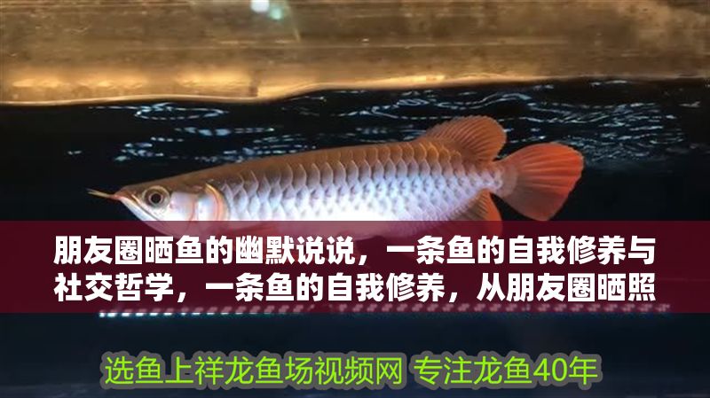 朋友圈曬魚的幽默說說，一條魚的自我修養與社交哲學，一條魚的自我修養，從朋友圈曬照到社交哲學的藝術