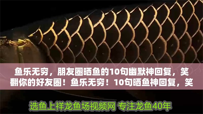 魚樂無窮，朋友圈曬魚的10句幽默神回復，笑翻你的好友圈！魚樂無窮！10句曬魚神回復，笑翻好友圈！