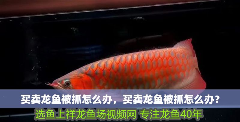 買賣龍魚被抓怎么辦，買賣龍魚被抓怎么辦？