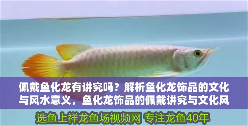 佩戴魚化龍有講究嗎？解析魚化龍飾品的文化與風水意義，魚化龍飾品的佩戴講究與文化風水寓意解析