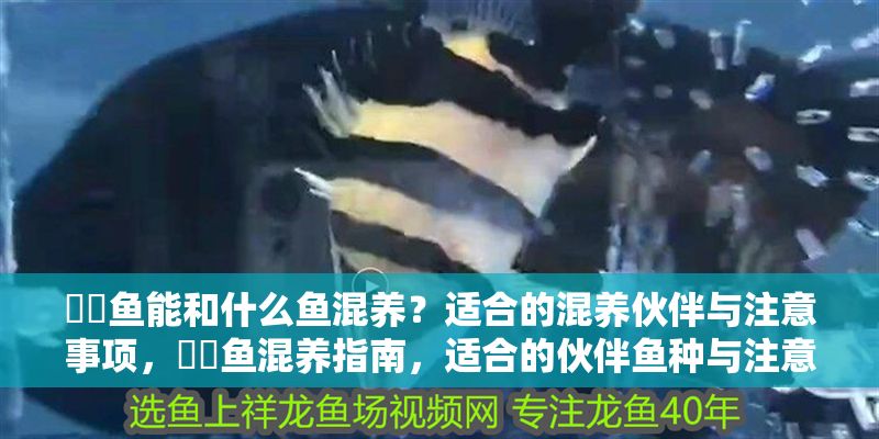 鳑鲏魚能和什么魚混養？適合的混養伙伴與注意事項，鳑鲏魚混養指南，適合的伙伴魚種與注意事項