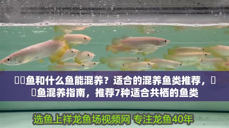 鳑鲏魚和什么魚能混養(yǎng)？適合的混養(yǎng)魚類推薦，鳑鲏魚混養(yǎng)指南，推薦7種適合共棲的魚類