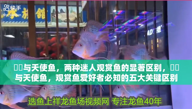 鳑鲏與天使魚，兩種迷人觀賞魚的顯著區別，鳑鲏與天使魚，觀賞魚愛好者必知的五大關鍵區別