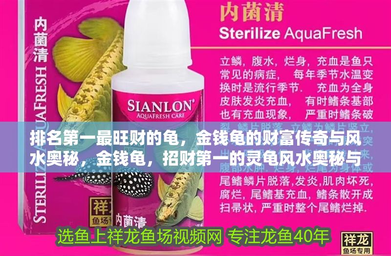 排名第一最旺財的龜，金錢龜的財富傳奇與風水奧秘，金錢龜，招財第一的靈龜風水奧秘與財富傳奇