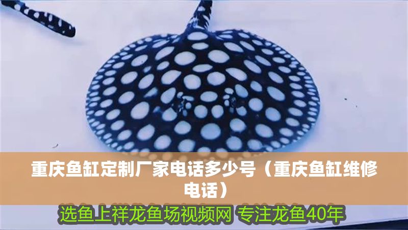 重慶魚缸定制廠家電話多少號(hào)（重慶魚缸維修電話）